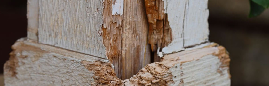 Charlotte termite damage
