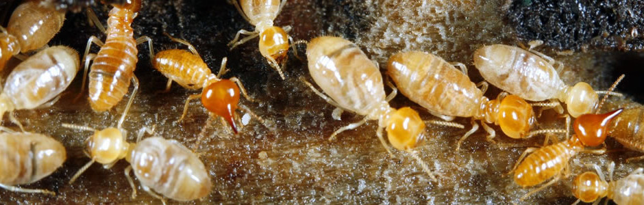 Charlotte termite control and management