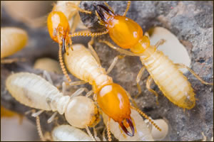 Charlotte termite exterminator