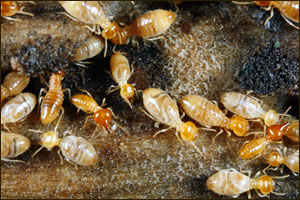 termite management Charlotte