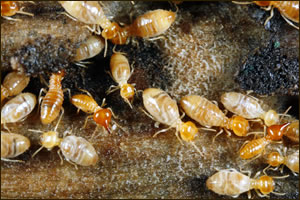 Charlotte Termite Damage